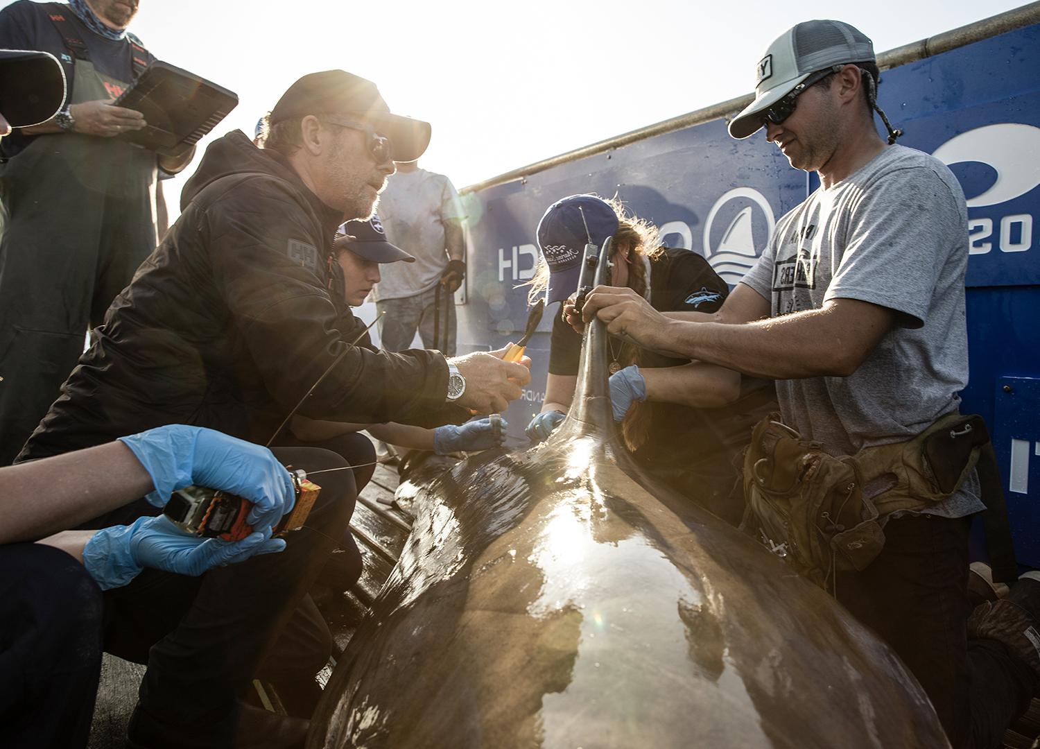 Ocearch 1